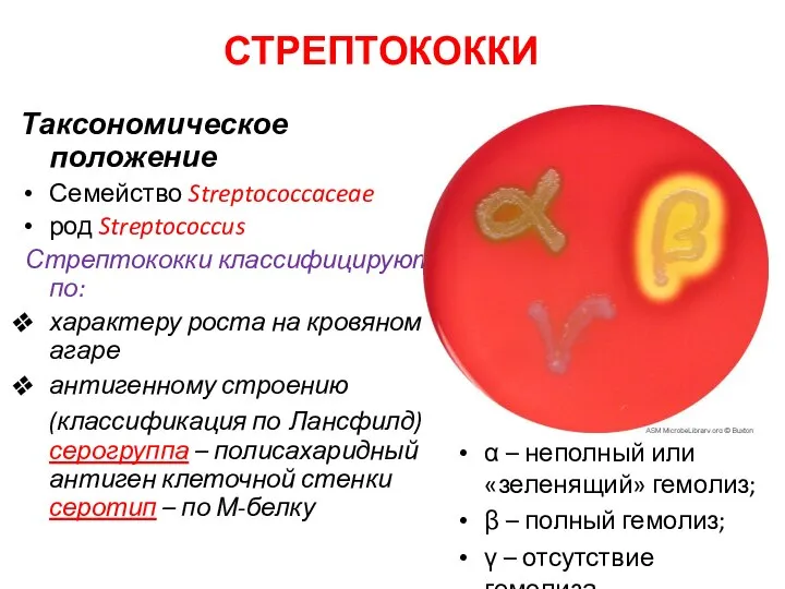 СТРЕПТОКОККИ Таксономическое положение Семейство Streptococcaceae род Streptococcus Стрептококки классифицируют по: характеру