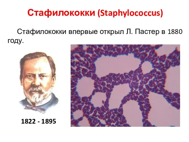 Стафилококки (Staphylococcus) Стафилококки впервые открыл Л. Пастер в 1880 году. 1822 - 1895