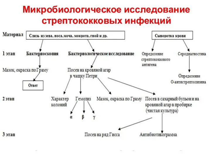 Микробиологическое исследование стрептококковых инфекций