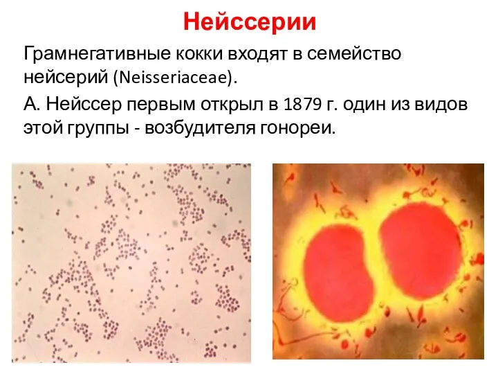 Грамнегативные кокки входят в семейство нейсерий (Neisseriaceae). А. Нейссер первым открыл