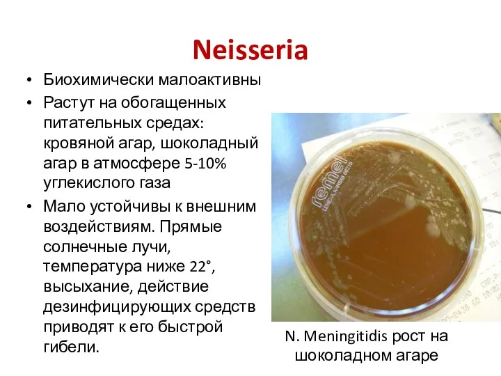 Neisseria Биохимически малоактивны Растут на обогащенных питательных средах: кровяной агар, шоколадный