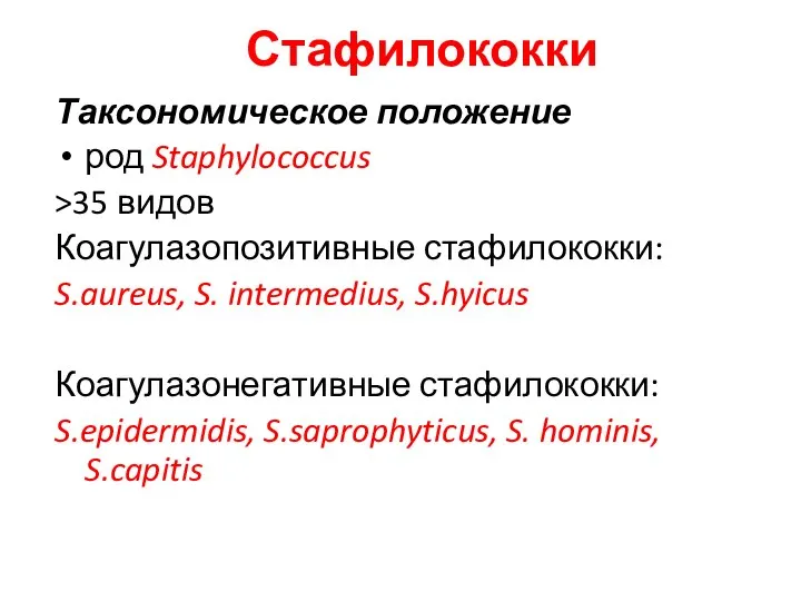 Стафилококки Таксономическое положение род Staphylococcus >35 видов Коагулазопозитивные стафилококки: S.aureus, S.