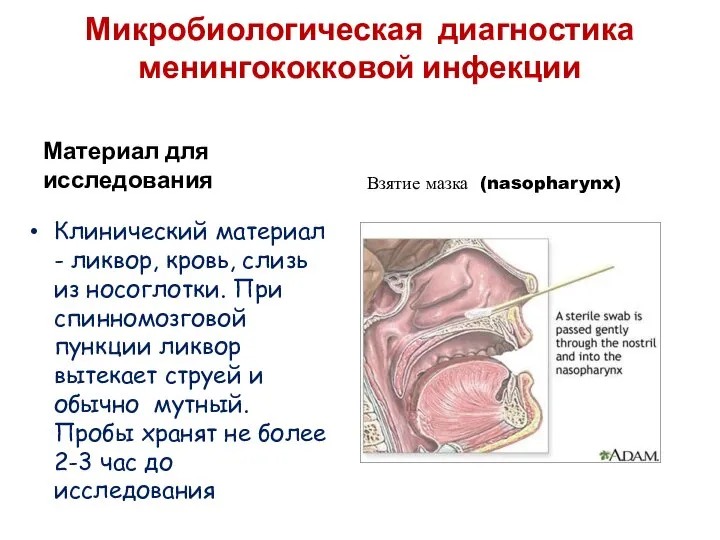 Микробиологическая диагностика менингококковой инфекции Материал для исследования Клинический материал - ликвор,