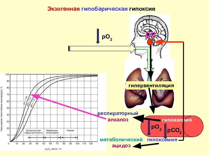 Экзогенная гипобарическая гипоксия рО2 рО2 рСО2 гипоксемия гипокапния респираторный алкалоз метаболический ацидоз гипервентиляция ДЦ