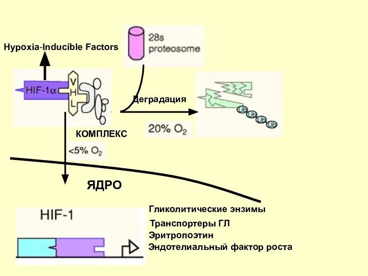 Деградация КОМПЛЕКС ЯДРО Гликолитические энзимы Транспортеры ГЛ Эритропоэтин Эндотелиальный фактор роста Hypoxia-Inducible Factors