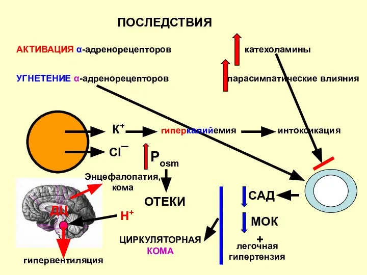 ПОСЛЕДСТВИЯ АКТИВАЦИЯ α-адренорецепторов катехоламины УГНЕТЕНИЕ α-адренорецепторов парасимпатические влияния К+ Сl¯ ДЦ