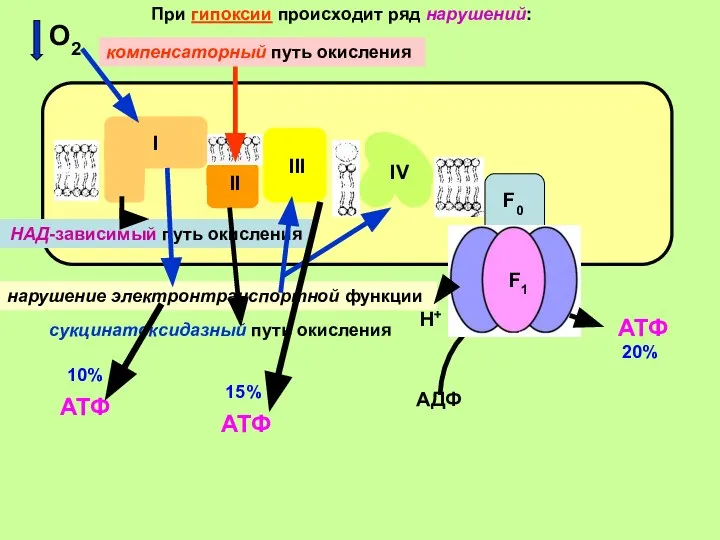 II F0 F1 I III IV АДФ АТФ При гипоксии происходит