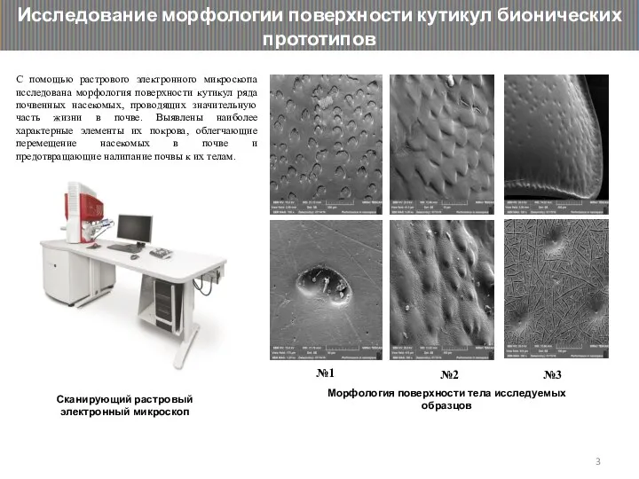 Исследование морфологии поверхности кутикул бионических прототипов С помощью растрового электронного микроскопа