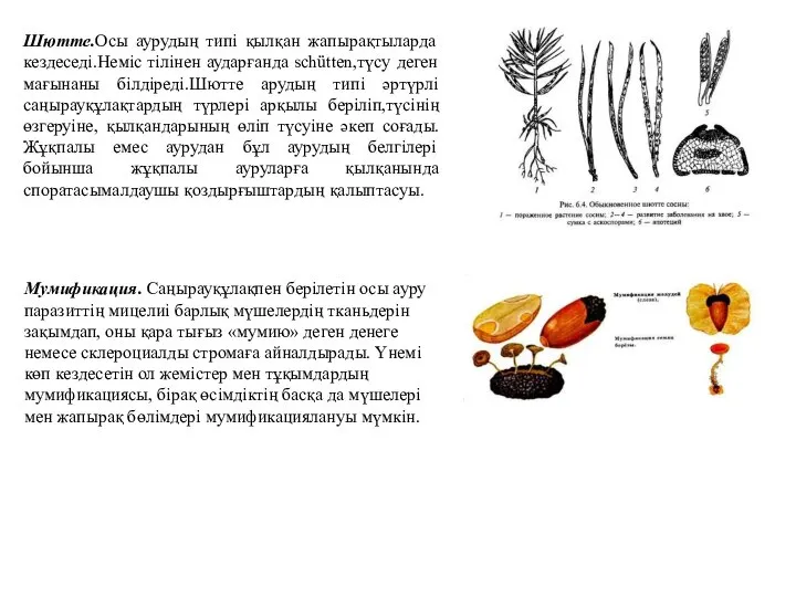 Шютте.Осы аурудың типі қылқан жапырақтыларда кездеседі.Неміс тілінен аударғанда schütten,түсу деген мағынаны