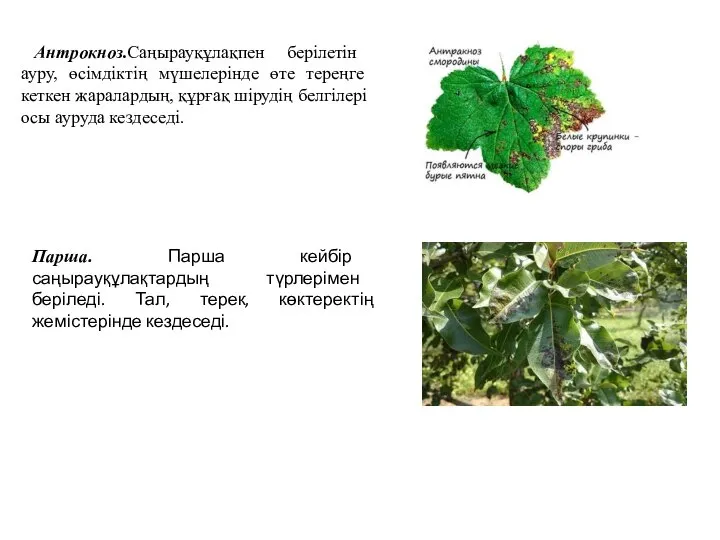 Антрокноз.Саңырауқұлақпен берілетін ауру, өсімдіктің мүшелерінде өте тереңге кеткен жаралардың, құрғақ шірудің