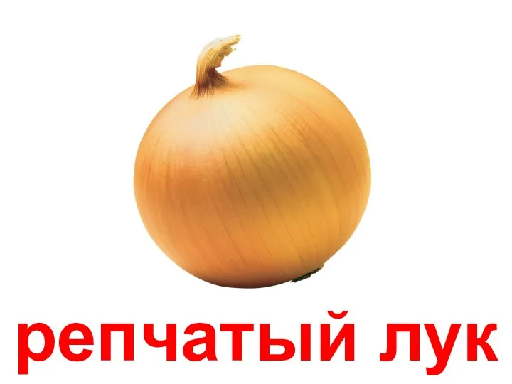 репчатый лук