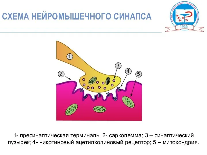 1- пресинаптическая терминаль; 2- сарколемма; 3 – синаптический пузырек; 4- никотиновый ацетилхолиновый рецептор; 5 – митохондрия.