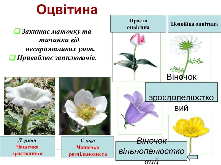 Оцвітина Захищає маточку та тичинки від несприятливих умов. Приваблює запилювачів. Проста