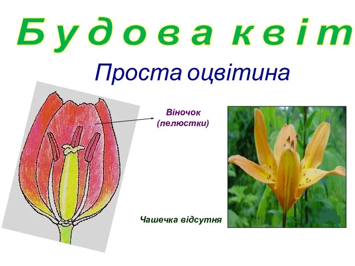 Проста оцвітина Віночок (пелюстки) Чашечка відсутня Б у д о в