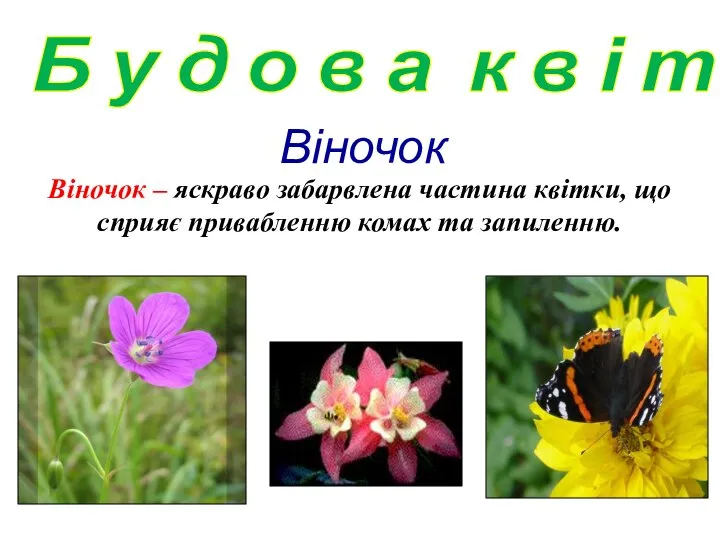Віночок Віночок – яскраво забарвлена частина квітки, що сприяє привабленню комах