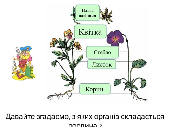 Давайте згадаємо, з яких органів складається рослина ? Плід з насінням Квітка Стебло Листок Корінь