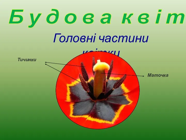 Головні частини квітки Маточка Тичинки Б у д о в а