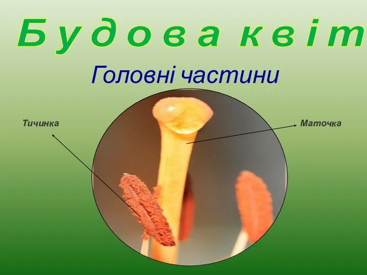 Головні частини квітки Маточка Тичинка Б у д о в а