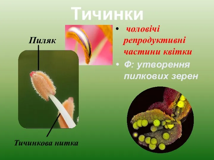 Тичинки чоловічі репродуктивні частини квітки Ф: утворення пилкових зерен Пиляк Тичинкова нитка