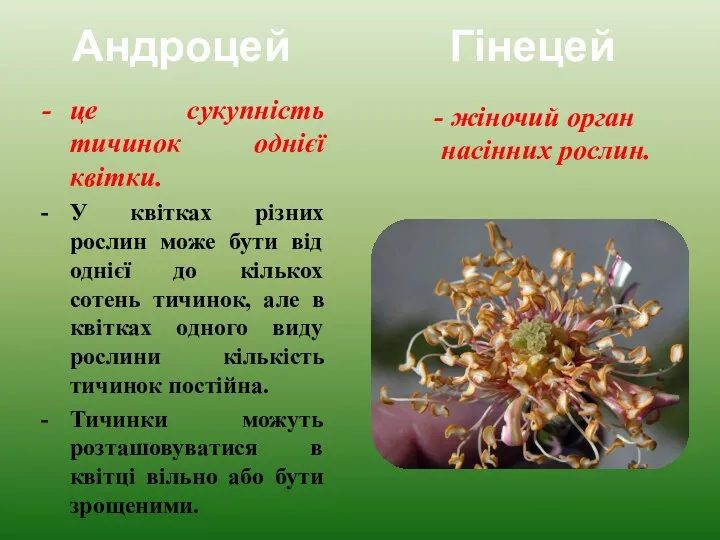 Андроцей Гінецей це сукупність тичинок однієї квітки. У квітках різних рослин