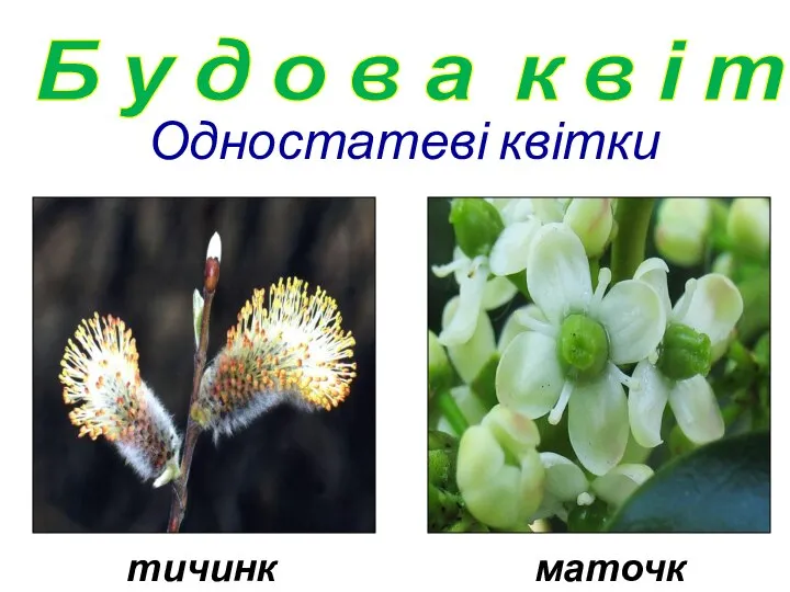 тичинкові маточкові Б у д о в а к в і т к и Одностатеві квітки