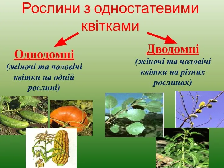 Рослини з одностатевими квітками Однодомні (жіночі та чоловічі квітки на одній