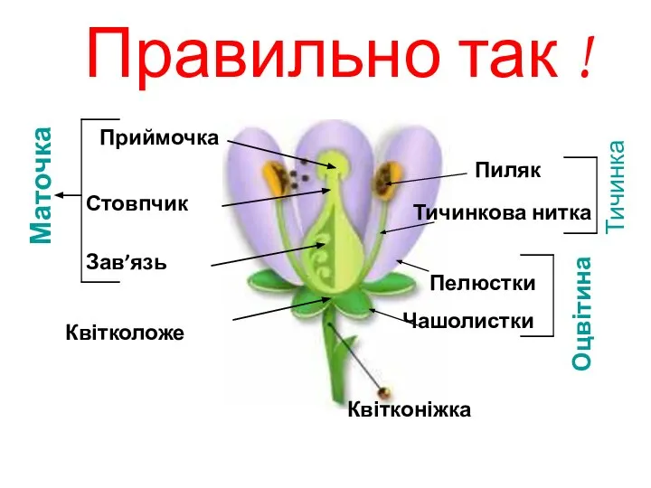 Приймочка Стовпчик Зав’язь Маточка Пиляк Тичинкова нитка Тичинка Чашолистки Оцвітина Квітколоже Квітконіжка Пелюстки Правильно так !