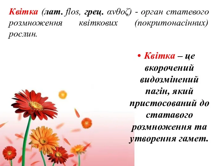 Квітка (лат. flos, грец. ανθοζ) - орган статевого розмноження квіткових (покритонасінних)