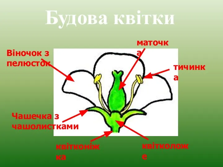 Будова квітки квітконіжка квітколоже Чашечка з чашолистками Віночок з пелюсток маточка тичинка