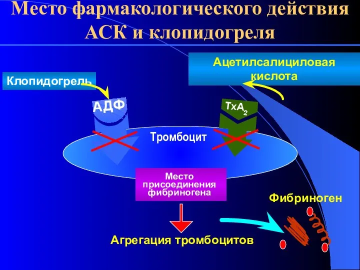 Место фармакологического действия АСК и клопидогреля Агрегация тромбоцитов Фибриноген TxA2 Место