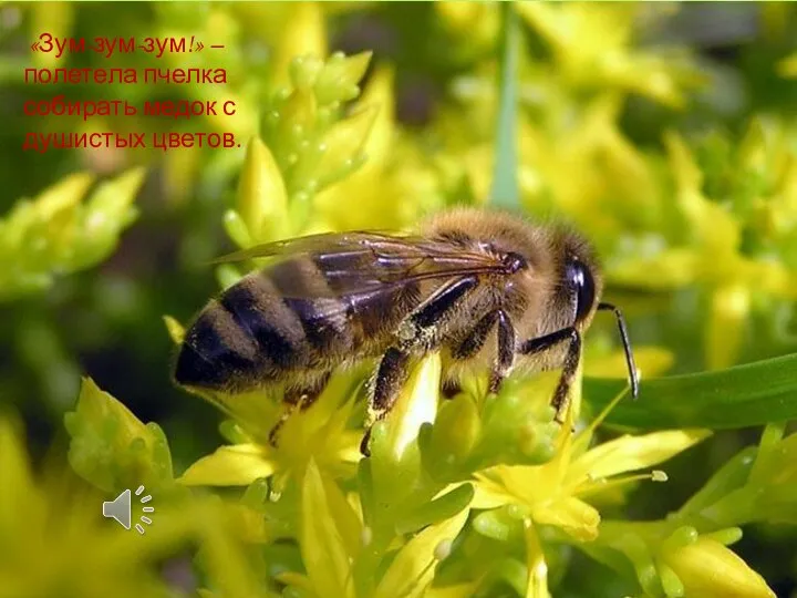 «Зум-зум-зум!» – полетела пчелка собирать медок с душистых цветов.