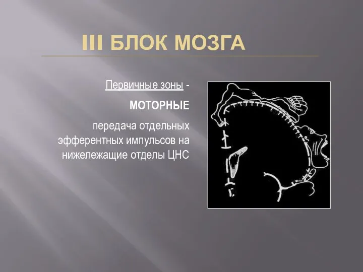 III БЛОК МОЗГА Первичные зоны - МОТОРНЫЕ передача отдельных эфферентных импульсов на нижележащие отделы ЦНС