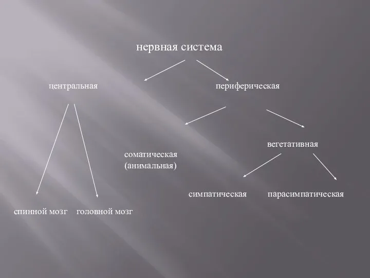 нервная система центральная периферическая соматическая (анимальная) спинной мозг головной мозг вегетативная симпатическая парасимпатическая