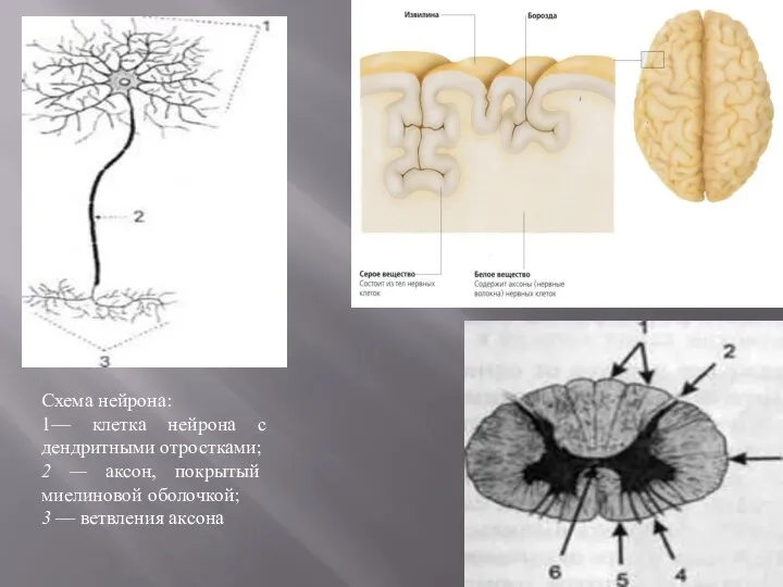 Схема нейрона: 1— клетка нейрона с дендритными отростками; 2 — аксон,