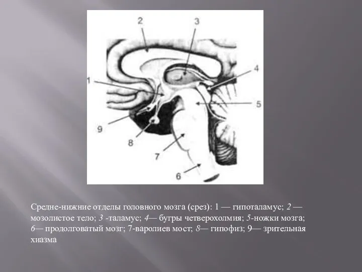 Средне-нижние отделы головного мозга (срез): 1 — гипоталамус; 2 — мозолистое