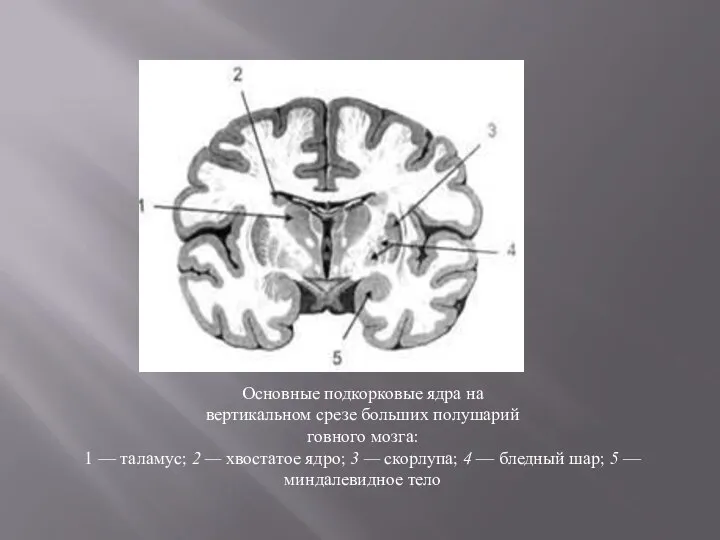 Основные подкорковые ядра на вертикальном срезе больших полушарий говного мозга: 1