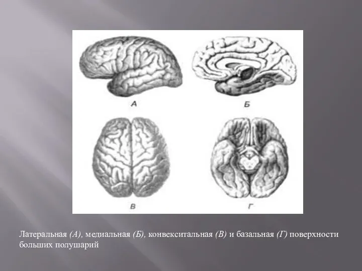 Латеральная (А), медиальная (Б), конвекситальная (В) и базальная (Г) поверхности больших полушарий