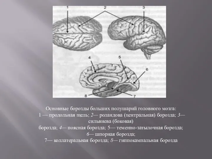 Основные борозды больших полушарий головного мозга: 1 — продольная щель; 2—