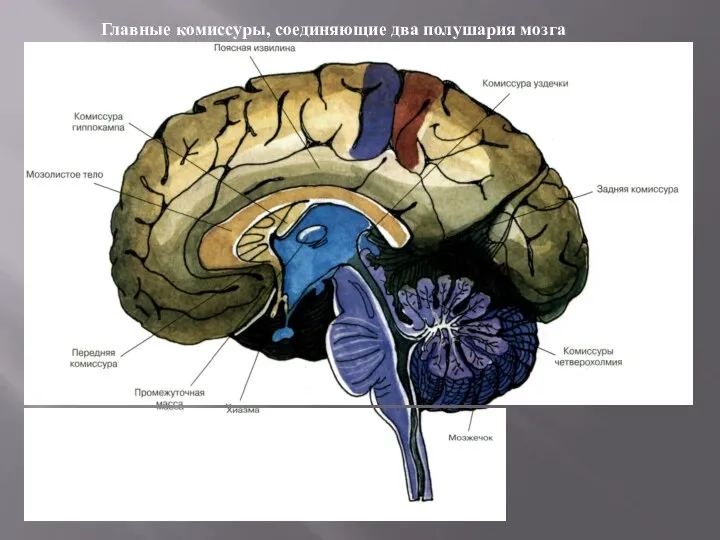 Главные комиссуры, соединяющие два полушария мозга