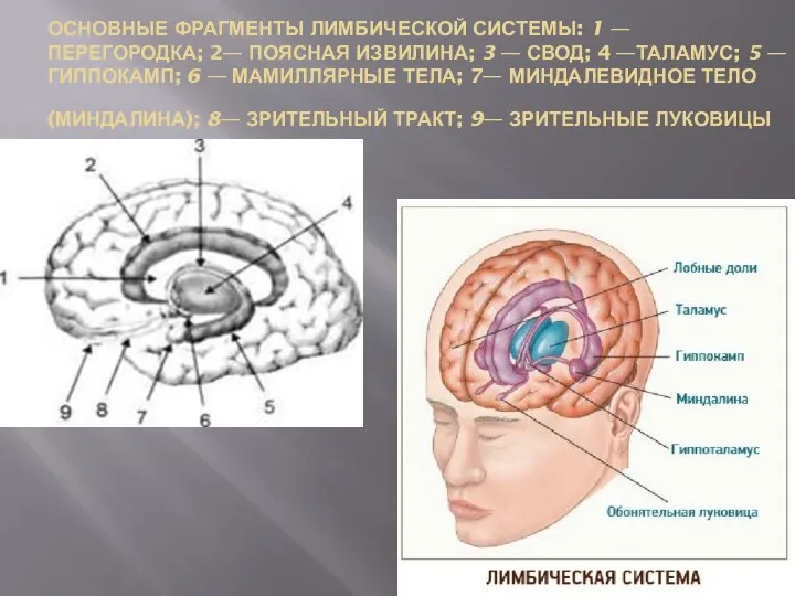 ОСНОВНЫЕ ФРАГМЕНТЫ ЛИМБИЧЕСКОЙ СИСТЕМЫ: 1 — ПЕРЕГОРОДКА; 2— ПОЯСНАЯ ИЗВИЛИНА; 3