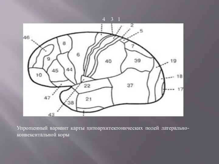 Упрощенный вариант карты цитоархитектонических полей латерально-конвекситальной коры 4 3 1