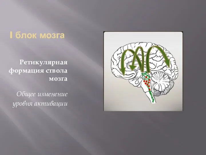 I блок мозга Ретикулярная формация ствола мозга Общее изменение уровня активации