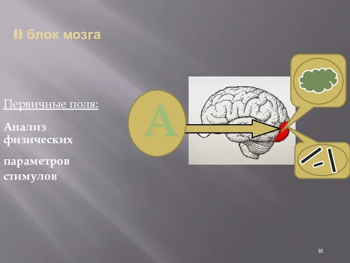 II блок мозга Первичные поля: Анализ физических параметров стимулов А