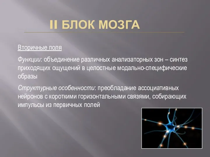 II БЛОК МОЗГА Вторичные поля Функции: объединение различных анализаторных зон –