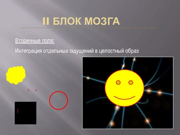 ) II БЛОК МОЗГА Вторичные поля: Интеграция отдельных ощущений в целостный образ . .