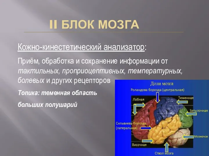 II БЛОК МОЗГА Кожно-кинестетический анализатор: Приём, обработка и сохранение информации от