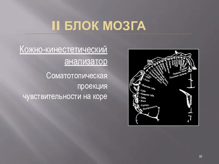 II БЛОК МОЗГА Кожно-кинестетический анализатор Соматотопическая проекция чувствительности на коре