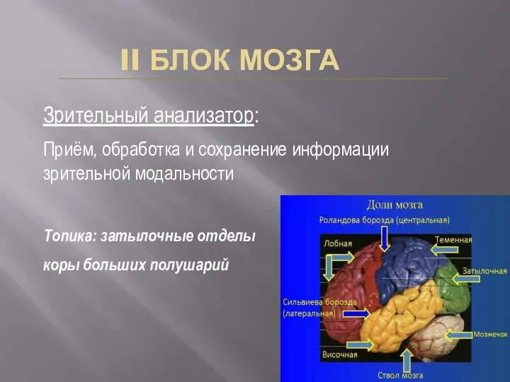 II БЛОК МОЗГА Зрительный анализатор: Приём, обработка и сохранение информации зрительной