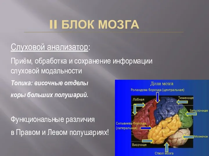 II БЛОК МОЗГА Слуховой анализатор: Приём, обработка и сохранение информации слуховой