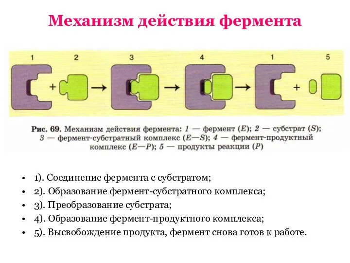 Механизм действия фермента 1). Соединение фермента с субстратом; 2). Образование фермент-субстратного